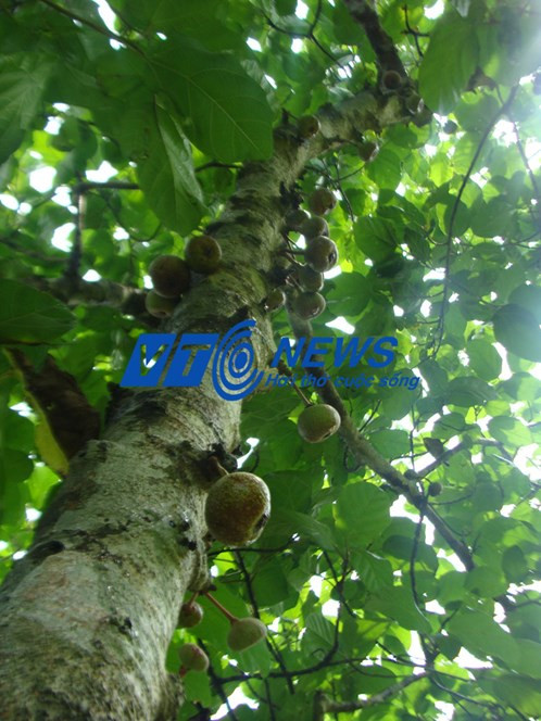 Quả vả trên dãy Yên Tử là món ăn ưa thích của các nhà tu hành.