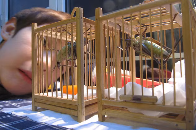 Dế là hiệp sĩ nên cũng rất hung hăng và thường giải quyết bất đồng trong việc quyến rũ bạn tình bằng một trận đấu sinh tử. Chính vì bản năng này mà ở Trung Quốc, Việt Nam và một số nước phương Đông thường có trò chọi dế.