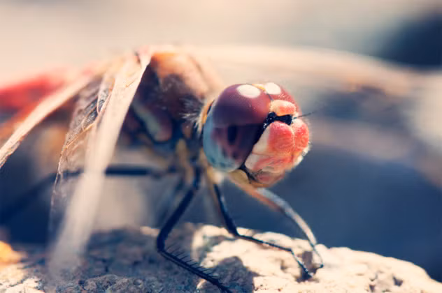 Khi đặt bộ cảm biến vào não chuồn chuồn và theo dõi hoạt động săn mồi, các nhà khoa học thấy rằng nếu có nhiều hơn một mục tiêu, não của chúng chỉ chọn một và hành động như thể các mục tiêu khác không hề tồn tại.