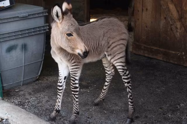 Ngược lại, khi bố ngựa vằn và mẹ lừa thì con của chúng sẽ cón tên là Zonkey.