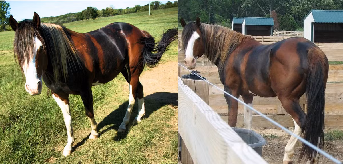 Thật khó để gọi tên màu lông của chú ngựa này.