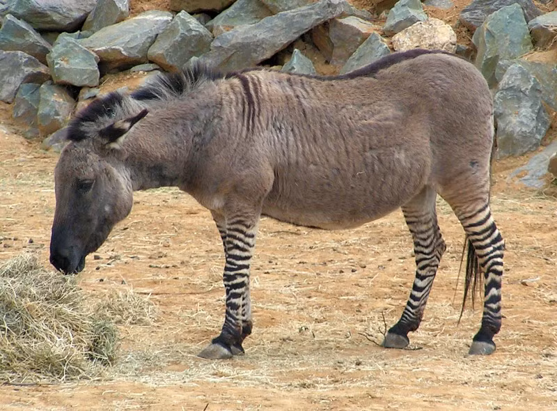 Zebroid là tên gọi chung của những hậu duệ do ngựa vằn và ngựa hoặc lừa sinh ra.