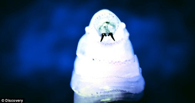  Hình ảnh ấu trùng ăn thịt người được các bác sĩ phóng to. 