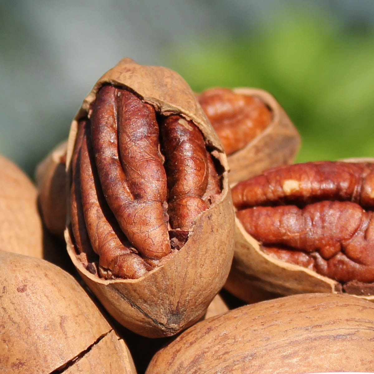 Hạt hồ đào. Hồ đào đã được mệnh danh là quả cải lão hoàn đồng trường xuân bất lão. Khi dùng, cần tăng dần liều. Ngày đầu một quả, sau đó cứ 5 ngày thêm 1 quả, đến 20 quả thì bắt đầu lại. Cách dùng như vậy sẽ giúp ăn ngon ngủ tốt, đầu óc tỉnh táo minh mẫn, da tươi nhuận, tóc đen mượt, huyết mạch lưu thông.