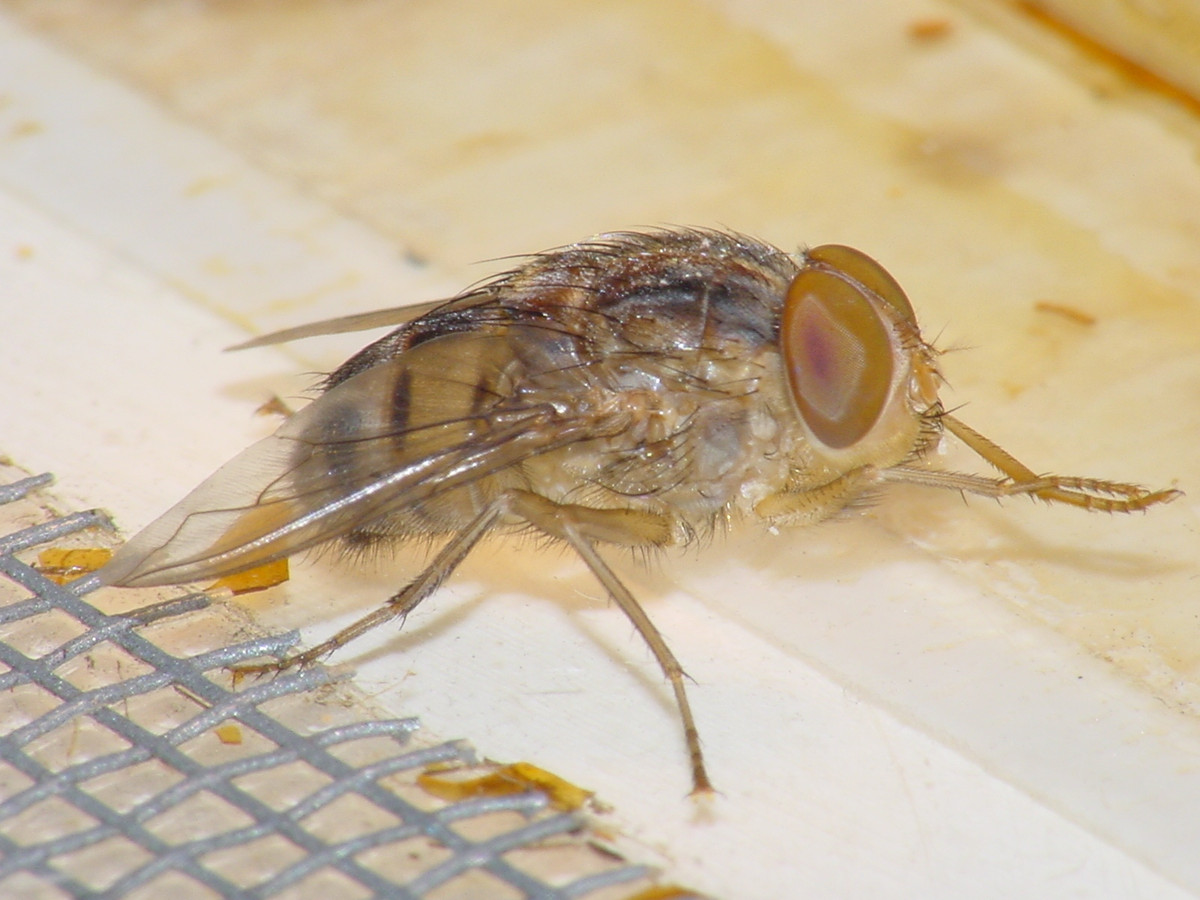 Ruồi tumba đẻ trứng lên quần áo ướt và nở ra ấu trùng ăn thịt thâm nhập vào cơ thể người.
