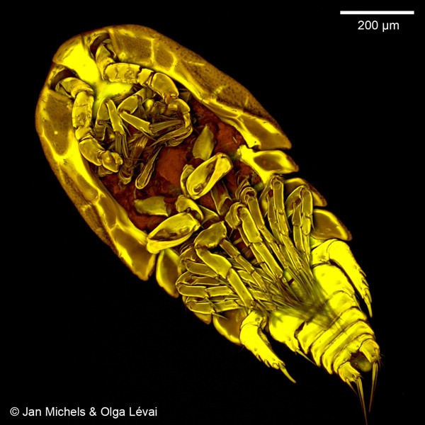 Vi khuẩn giáp xác Copepods là vi khuẩn gây bệnh tả. Hầu hết các dịch bệnh tả xảy ra vào mùa xuân và mùa thu khi nhiệt độ bề mặt đại dương và tảo nở hoa. Thêm tảo có nghĩa là copepods nhiều hơn, và nhiều hơn có nghĩa là vi khuẩn copepods tả nhiều hơn nữa.