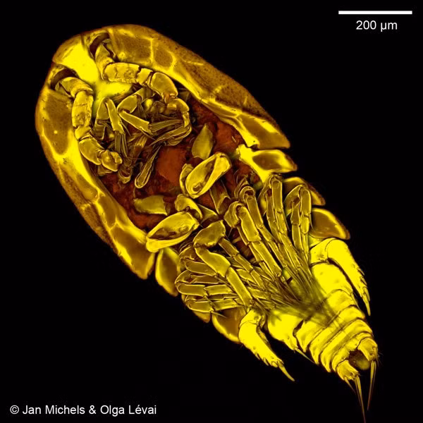 Vi khuẩn giáp xác Copepods là vi khuẩn gây bệnh tả. Hầu hết các dịch bệnh tả xảy ra vào mùa xuân và mùa thu khi nhiệt độ bề mặt đại dương và tảo nở hoa. Thêm tảo có nghĩa là copepods nhiều hơn, và nhiều hơn có nghĩa là vi khuẩn copepods tả nhiều hơn nữa.