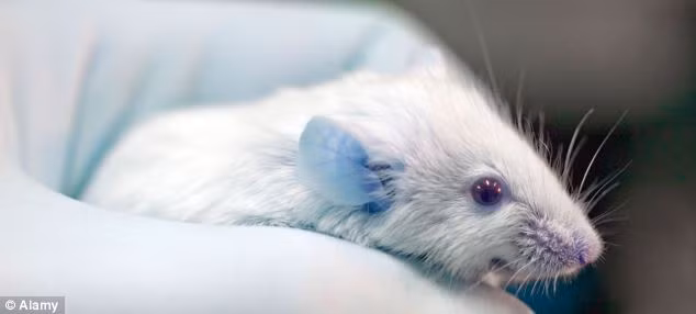 Cấu trúc tái tạo răng từ nước tiểu đã được ứng dụng trên chuột.