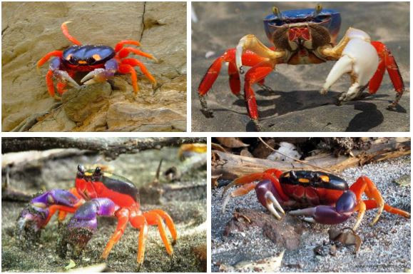 Nhung loai cua quai dan nhat: Gioi treo cay, cang long la nhu duoi uoi-Hinh-2