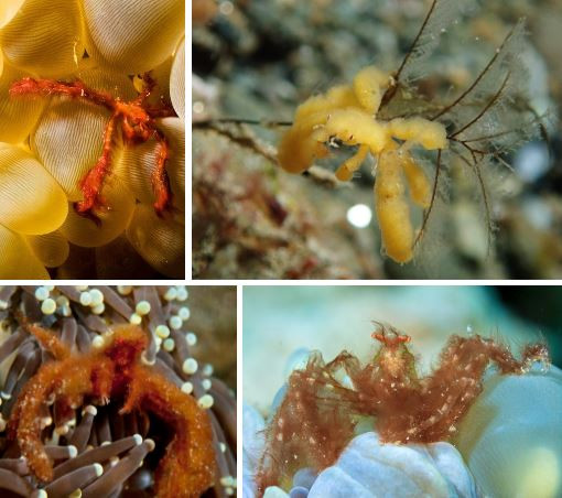 Nhung loai cua quai dan nhat: Gioi treo cay, cang long la nhu duoi uoi-Hinh-11