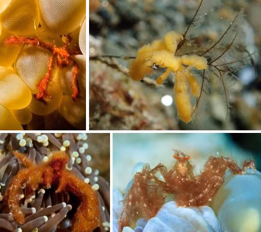 Nhung loai cua quai dan nhat: Gioi treo cay, cang long la nhu duoi uoi-Hinh-11