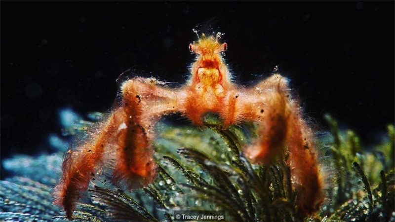 Những loài cua quái đản nhất: Giỏi trèo cây, càng lông lá như đười ươi - Hình 10 Nhung loai cua quai dan nhat: Gioi treo cay, cang long la nhu duoi uoi-Hinh-10