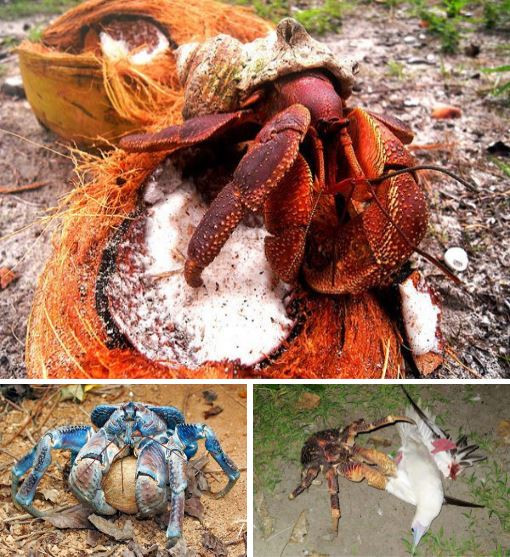 Nhung loai cua quai dan nhat: Gioi treo cay, cang long la nhu duoi uoi-Hinh-14