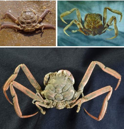 Nhung loai cua quai dan nhat: Gioi treo cay, cang long la nhu duoi uoi-Hinh-6