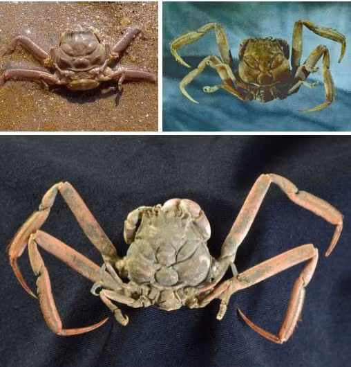 Nhung loai cua quai dan nhat: Gioi treo cay, cang long la nhu duoi uoi-Hinh-6