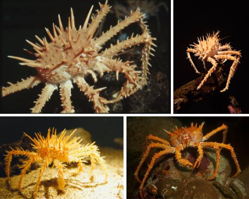 Nhung loai cua quai dan nhat: Gioi treo cay, cang long la nhu duoi uoi-Hinh-17