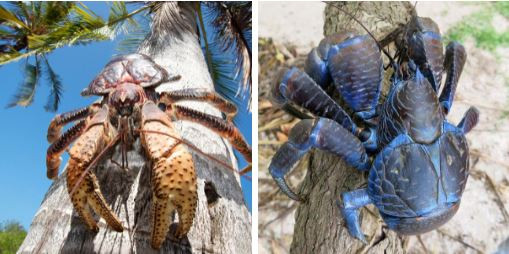 Nhung loai cua quai dan nhat: Gioi treo cay, cang long la nhu duoi uoi-Hinh-15