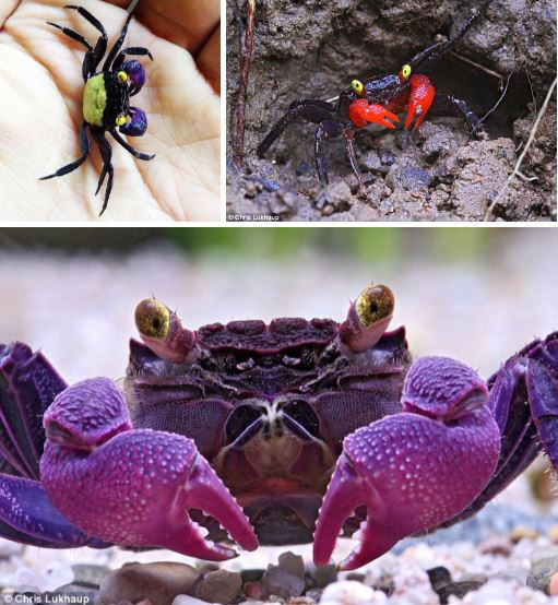 Nhung loai cua quai dan nhat: Gioi treo cay, cang long la nhu duoi uoi-Hinh-4