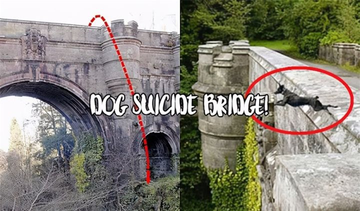 Giải mã cây cầu bí ẩn khiến cho loài chó cứ đi qua là lao đầu tự tử - Hình 7 Giai ma cay cau bi an khien cho loai cho cu di qua la lao dau tu tu-Hinh-7