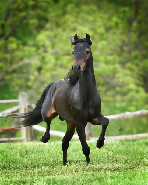 Giải mã cây cầu bí ẩn khiến cho loài chó cứ đi qua là lao đầu tự tử - Hình 2 Giai ma cay cau bi an khien cho loai cho cu di qua la lao dau tu tu-Hinh-2