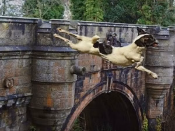 Giai ma cay cau bi an khien cho loai cho cu di qua la lao dau tu tu-Hinh-8