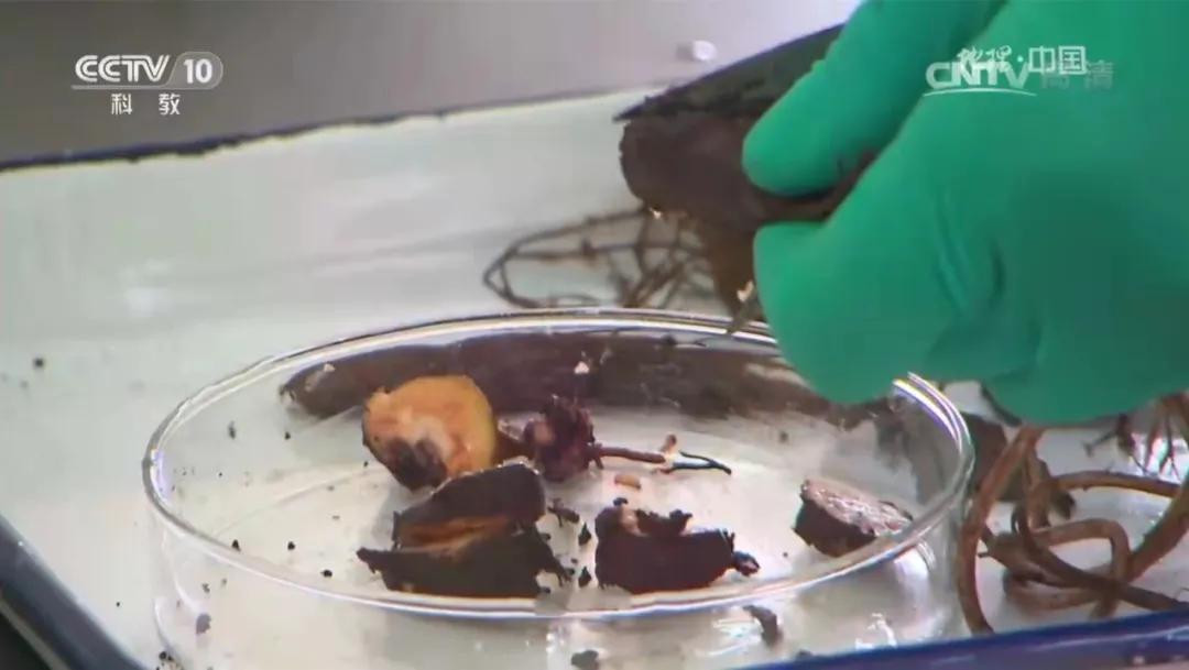 Kỳ lạ nhân sâm tử thần: Người độc địa ăn vào khó qua khỏi? - Hình 2 Ky la nhan sam tu than: Nguoi doc dia an vao kho qua khoi?-Hinh-2