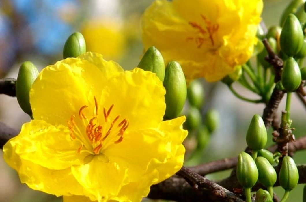 Tương tự quất bonsai, mai vàng cũng đã được nhiều nghệ nhân định hướng làm chậu nhỏ có giá chỉ từ 150 - 450.000 đồng/chậu, với mức giá này thì khách hàng có thể dễ dàng lựa chọn cho mình một chậu mai bonsai ưng ý về chơi Tết.