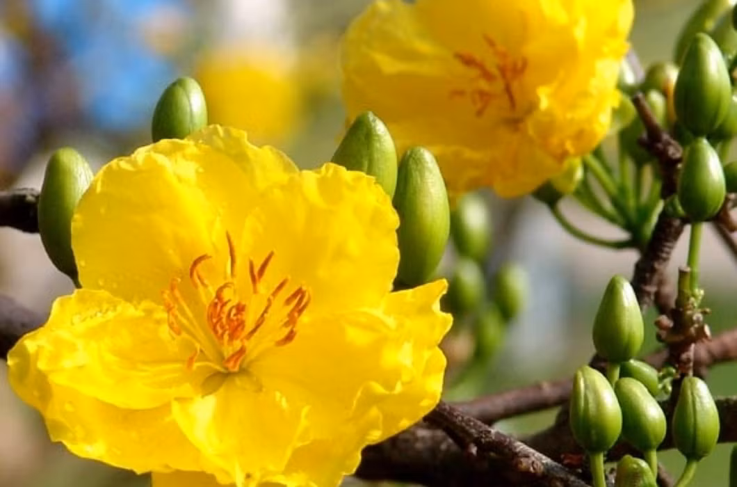 Tương tự quất bonsai, mai vàng cũng đã được nhiều nghệ nhân định hướng làm chậu nhỏ có giá chỉ từ 150 - 450.000 đồng/chậu, với mức giá này thì khách hàng có thể dễ dàng lựa chọn cho mình một chậu mai bonsai ưng ý về chơi Tết.