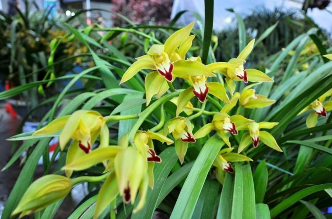 Chẳng hạn như lan trần mộng, những năm trở lại đây, loài hoa đặc biệt này rất được yêu thích trên thị trường Tết. Đây là loại hoa tiến vua có giá đắt đỏ, dao động từ vài triệu đến hàng trăm triệu đồng/chậu.