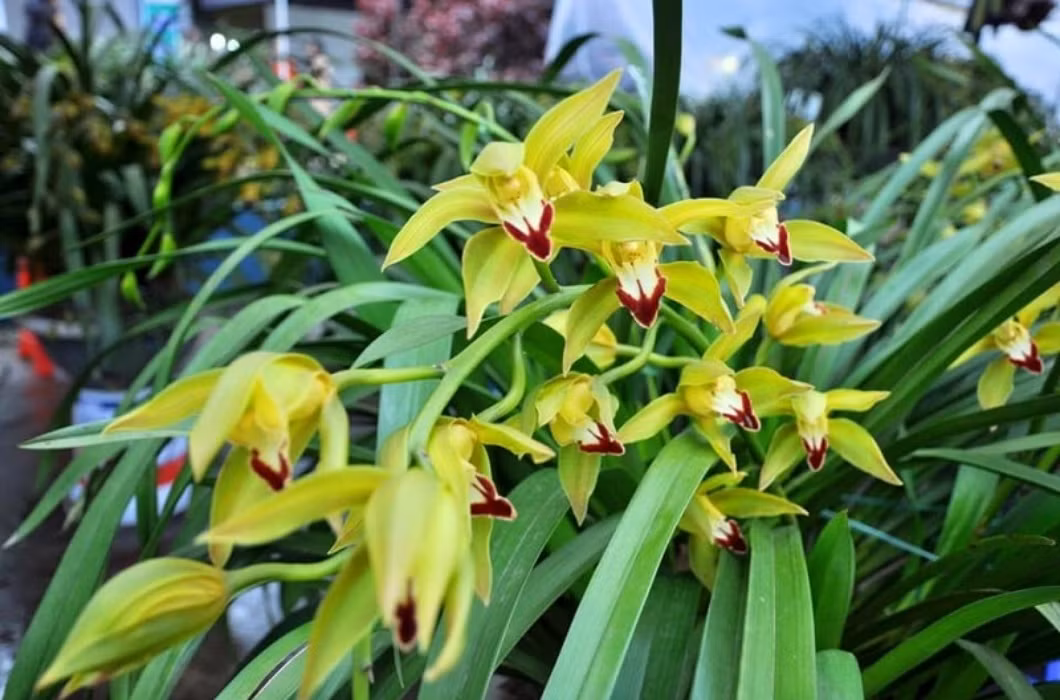 Chẳng hạn như lan trần mộng, những năm trở lại đây, loài hoa đặc biệt này rất được yêu thích trên thị trường Tết. Đây là loại hoa tiến vua có giá đắt đỏ, dao động từ vài triệu đến hàng trăm triệu đồng/chậu.