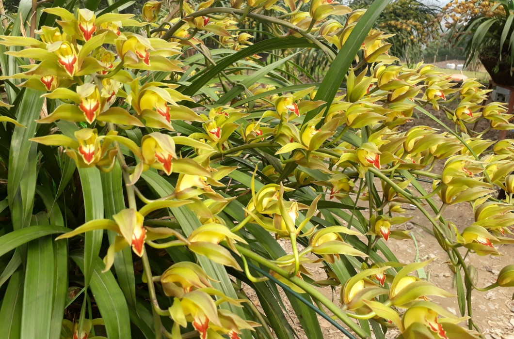 Giá mỗi chậu hoa được tính dựa trên số ngồng hoa (cành hoa), chậu càng nhiều cành thì giá bán càng cao.