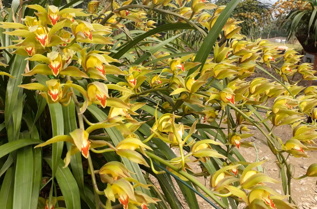 Giá mỗi chậu hoa được tính dựa trên số ngồng hoa (cành hoa), chậu càng nhiều cành thì giá bán càng cao.