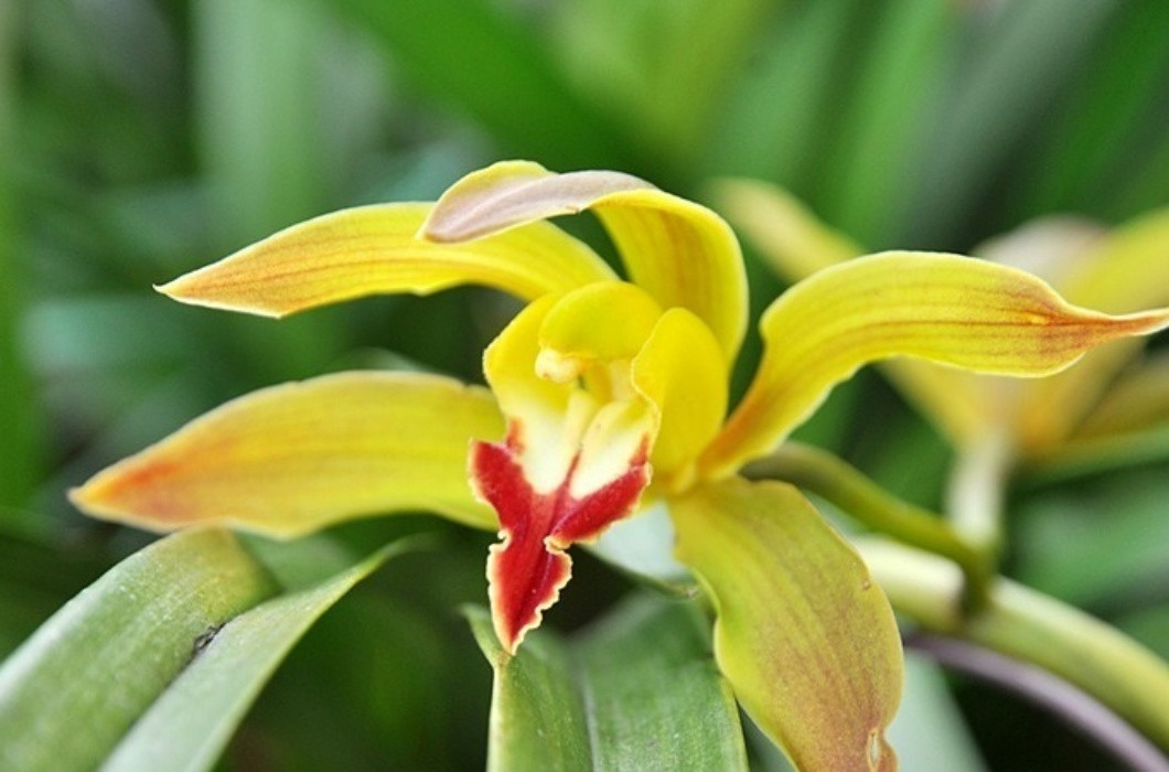 Tuy nhiên, thay vì mua cả chậu lan trần mộng đắt đỏ, người tiêu dùng có thể chọn mua cành với giá chỉ khoảng 250.000 đồng/combo 20 cành, tính ra chỉ khoảng 12.500 đồng/cành hoa dài 80-90cm.