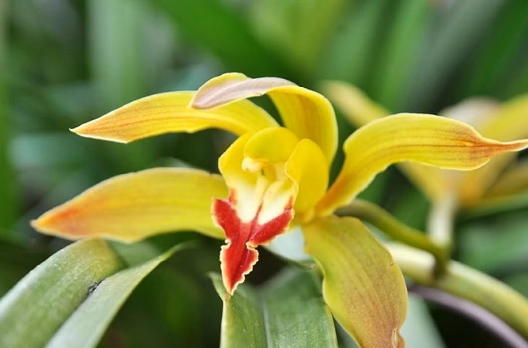 Tuy nhiên, thay vì mua cả chậu lan trần mộng đắt đỏ, người tiêu dùng có thể chọn mua cành với giá chỉ khoảng 250.000 đồng/combo 20 cành, tính ra chỉ khoảng 12.500 đồng/cành hoa dài 80-90cm.