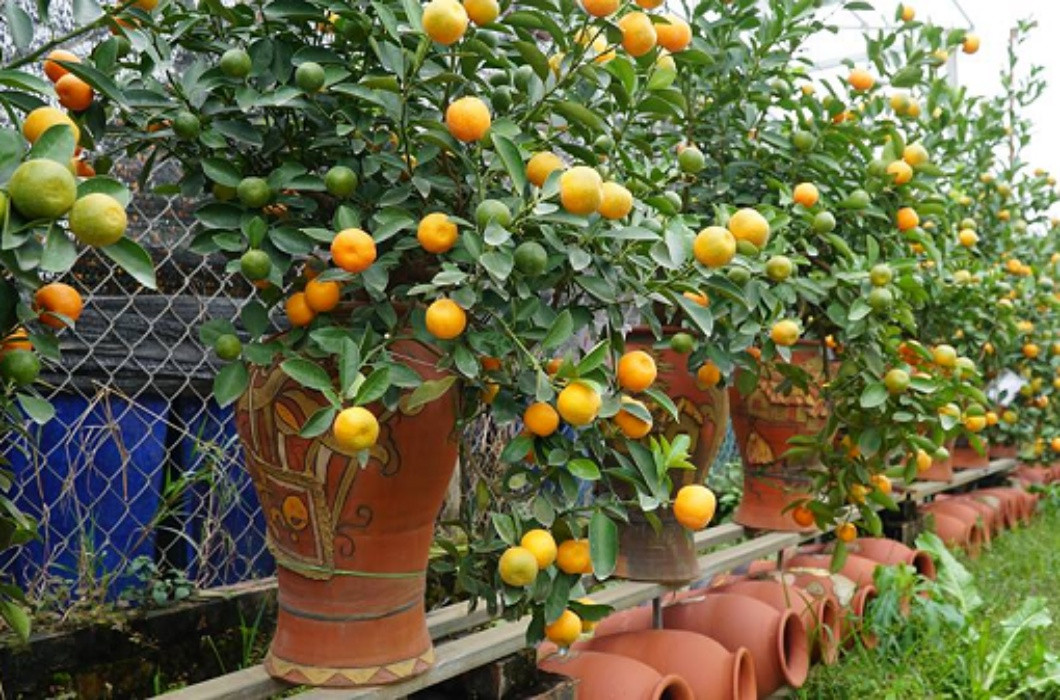 Không chỉ hoa đào, các mặt hàng quất cảnh, cây cảnh bonsai với kích cỡ tí hon cũng là lựa chọn “êm ví” của nhiều gia đình Việt trong dịp năm mới này.