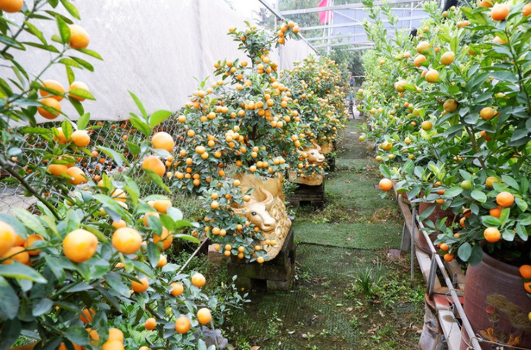 Để có được những chậu quất bonsai đẹp lạ vào mỗi dịp Tết, các nghệ nhân thường dành nhiều công sức chuẩn bị, có những lứa bonsai phải được chuẩn bị từ 2 - 3 năm trước khi đưa ra thị trường.