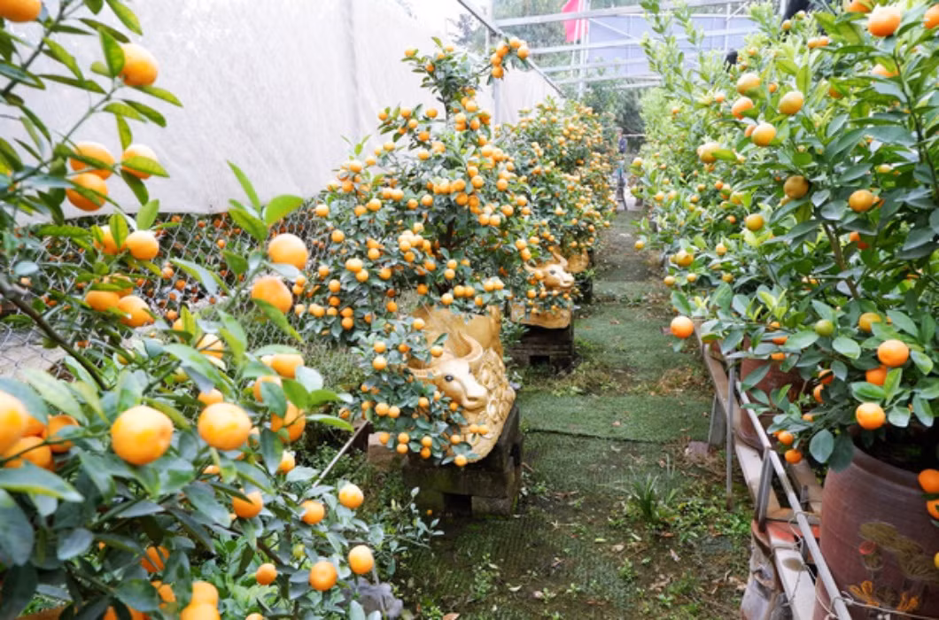 Để có được những chậu quất bonsai đẹp lạ vào mỗi dịp Tết, các nghệ nhân thường dành nhiều công sức chuẩn bị, có những lứa bonsai phải được chuẩn bị từ 2 - 3 năm trước khi đưa ra thị trường.