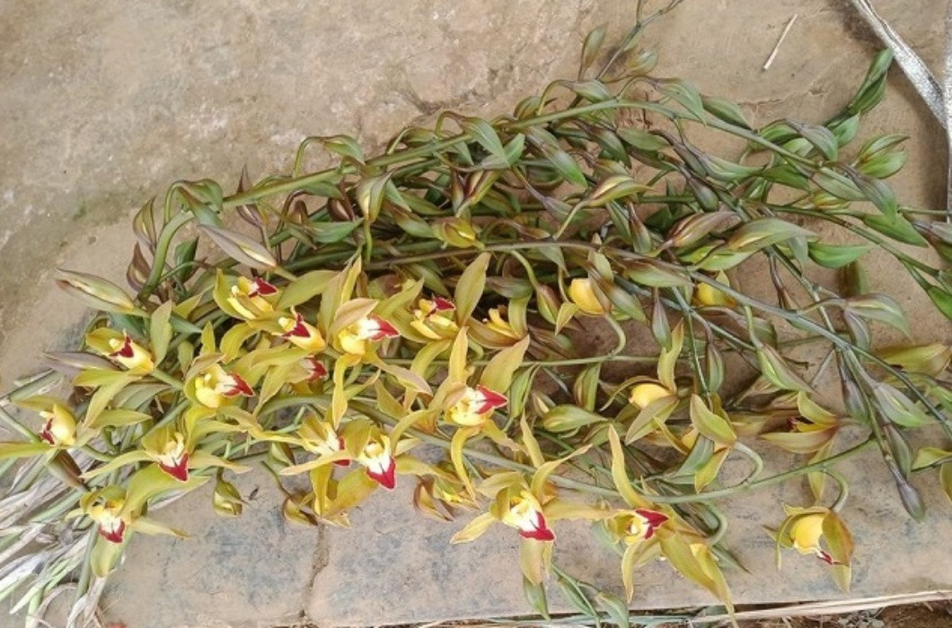 hị Huyền, một đầu mối bán hoa (Hà Nội) cho biết, sau chưa đầy 1 giờ rao bán trên sàn TMĐT, hơn 400 cành lan trần mộng của chị đã được khách đặt mua hết.