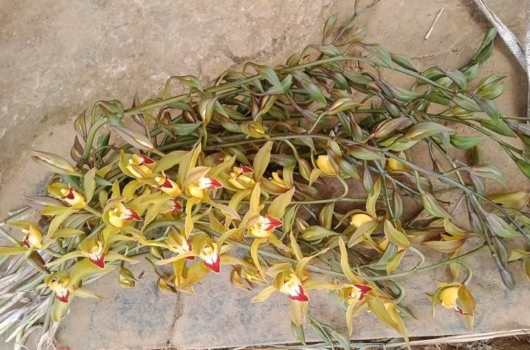 hị Huyền, một đầu mối bán hoa (Hà Nội) cho biết, sau chưa đầy 1 giờ rao bán trên sàn TMĐT, hơn 400 cành lan trần mộng của chị đã được khách đặt mua hết.