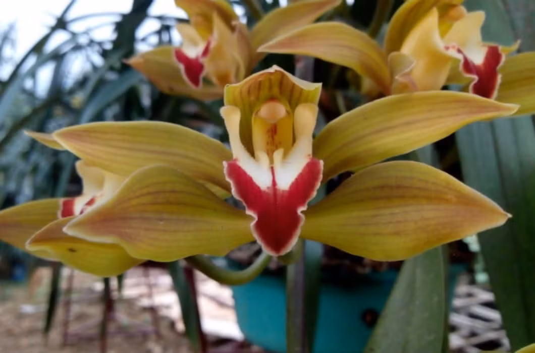 Năm nay, các loại hoa kiểng mini đổ bộ vào các chợ xuân và được người tiêu dùng khá ưa chuộng vì nhỏ gọn, dễ trang trí trong nhà và giá thành “mềm” hơn các loại khác.