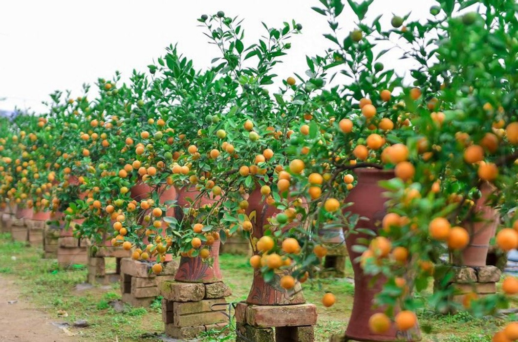 Với hình dáng độc lạ, kích thước nhỏ gọn, những cây quất bonsai đã nhanh chóng thu hút sự chú ý của đông đảo khách mua.