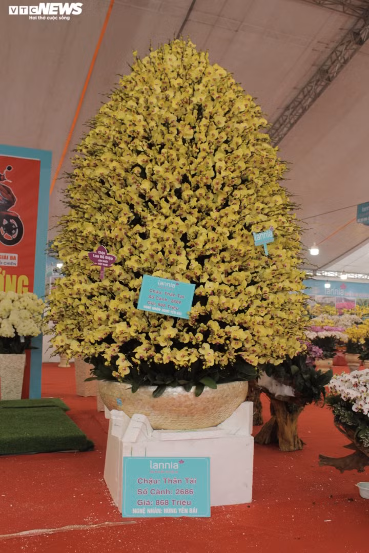 Chau lan ho diep khong lo duoc cam suot 3 ngay, gia gan 1 ty dong