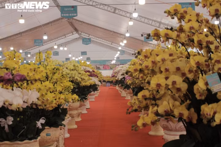 Chau lan ho diep khong lo duoc cam suot 3 ngay, gia gan 1 ty dong-Hinh-9