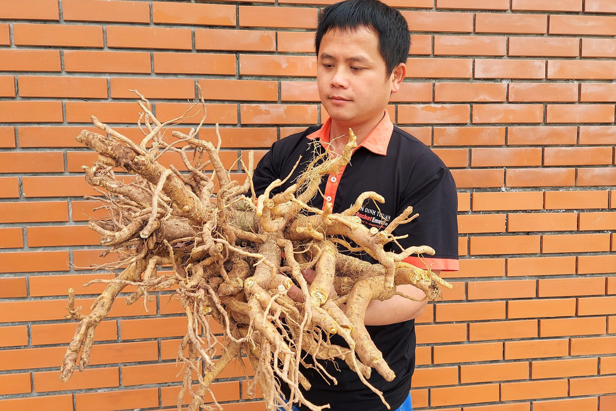 Làm mứt từ “nhân sâm người nghèo” bán “mỏi tay” ngày giáp Tết - Hình 2 Lam mut tu “nhan sam nguoi ngheo” ban “moi tay” ngay giap Tet-Hinh-2
