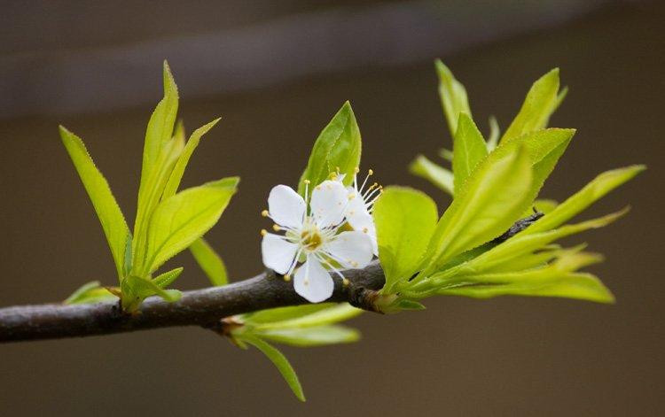 4 hien tuong xay ra la diem bao hy tin, hua hen nam moi phat tai