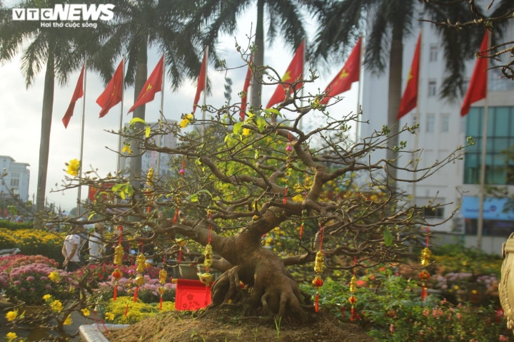 Cứ vào dịp giáp Tết Nguyên đán, những người buôn cây cảnh trên địa bàn thành phố Hà Tĩnh, Huế lại hối hả chuẩn bị đào, mai, quất và các loại hoa tươi để phục vụ nhu cầu mua sắm của người dân. Đây cũng là dịp để các đại gia săn lùng cây cảnh độc, lạ về chưng trong dịp Tết.