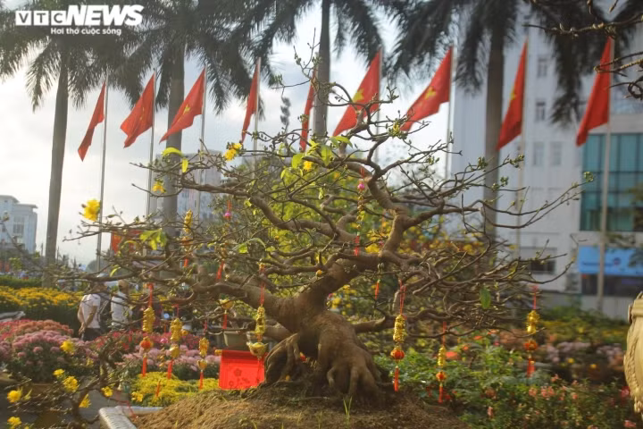 Cứ vào dịp giáp Tết Nguyên đán, những người buôn cây cảnh trên địa bàn thành phố Hà Tĩnh, Huế lại hối hả chuẩn bị đào, mai, quất và các loại hoa tươi để phục vụ nhu cầu mua sắm của người dân. Đây cũng là dịp để các đại gia săn lùng cây cảnh độc, lạ về chưng trong dịp Tết.