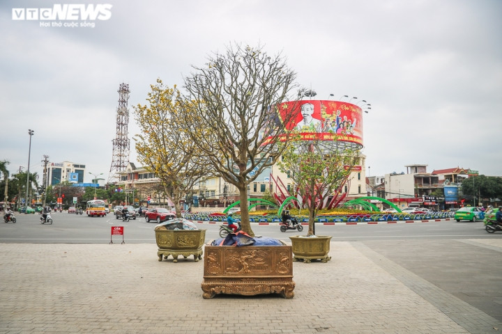 Nằm “chễm chệ” tại trung tâm TP Hà Tĩnh, 3 cây hoàng mai Huế khiến người đi đường phải "lác mắt" ngắm nhìn. Những gốc mai này có tuổi đời từ 35 đến 45 năm, được chủ nhân vận chuyển từ tỉnh Thừa Thiên - Huế ra Hà Tĩnh chưng bán.