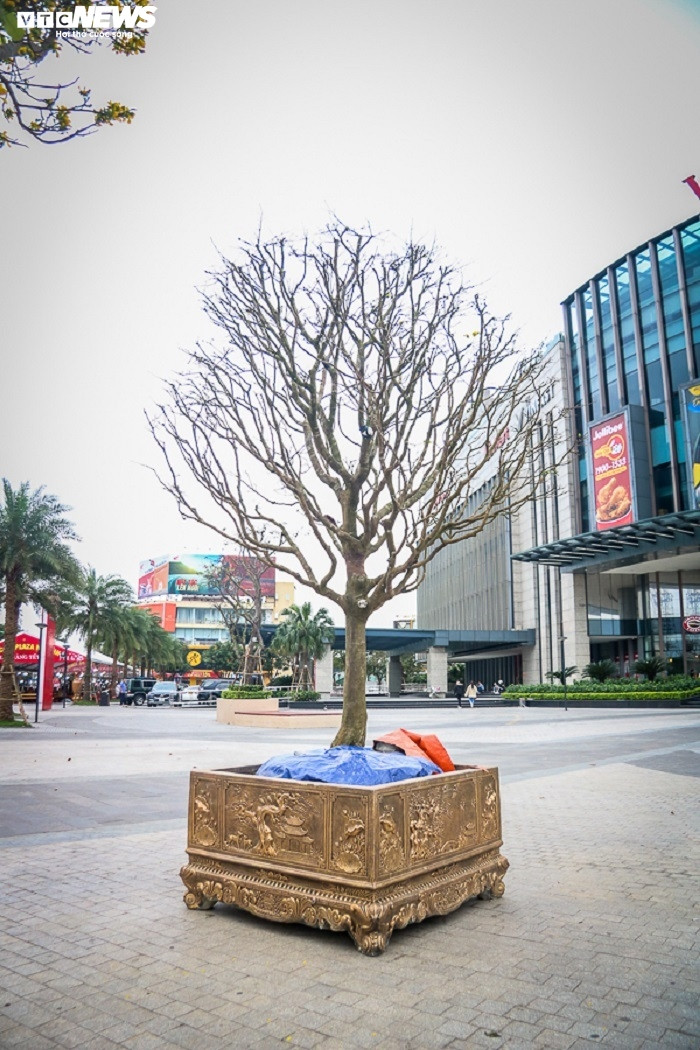 Chủ nhân 3 gốc hoàng mai Huế nói rằng, hoàng mai được xem là cây cảnh "đặc sản" của xứ Huế, còn được gọi là lạp mai (lạp là sáp ong, được ví với màu vàng tươi nhuận của hoa mai). “Hoa có 5 cánh, hương thơm nhè nhẹ, tinh khiết rất riêng. Cây giá trị nhất thoát thân 1m, toà cân tứ phía, tay cành uốn lắc cổ quái, được những nghệ nhân xứ Huế chăm sóc từ rất lâu”, vị này cho hay.