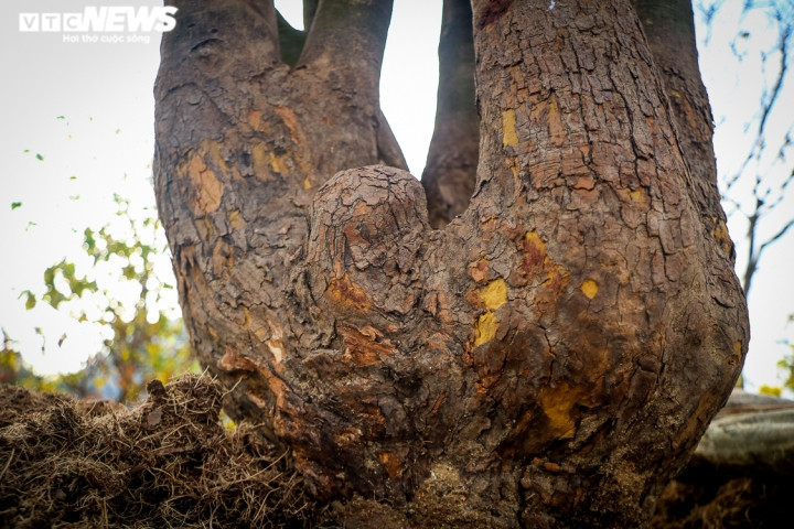 Cây mai có vỏ sần sùi, hình dáng độc lạ, đường kính 30cm, cao khoảng 4m. “Cây mai được tôi chăm sóc gần 10 năm, có thế cổ quái, 4 nhánh hướng lên trời. Đây là dòng mai Huế, hoa có 5 cánh, khi bung nở có màu vàng đẹp mắt, thu hút rất nhiều ong bướm. Hiện có nhiều người đã trả giá nhưng tôi chưa thấy phù hợp”, ông Công nói.